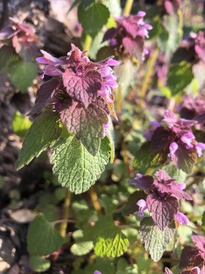 Purple Dead-nettlenear Agawa Path in Madison, Wisconsin.