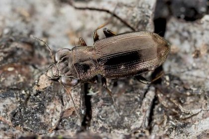 Rydzi: Coleoptera | Notiophilus biguttatus - vláhomil dvouskvrnný 