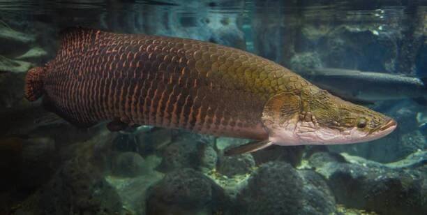arapaima ryby - pirarucu arapaima gigas jedna největší sladkovodní ryby a říční jezera v brazílii - hadí hlava ryby - arapaima velká - stock snímky, obrázky a fotky