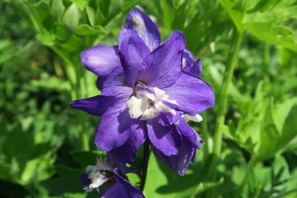 Ostrožka 'Jupiter Purple' - Delphinium x cultorum 'Jupiter Purple'