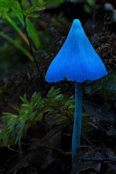 NEW ZEALAND’S FUNKY FUNGI — Planet Fungi