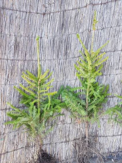 Smrk Popolitý 4 roky 70-100 cm NA PLANTÁŽE VÁNOČNÍ STROMEK