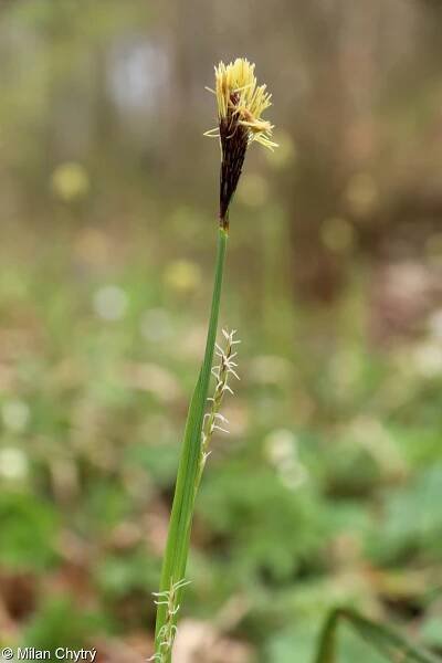 Carex pilosa – ostřice chlupatá