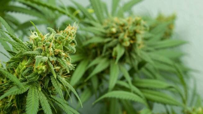 Körber: Wir sind Experten für Pre-Roll-Produkte aus Hanf
