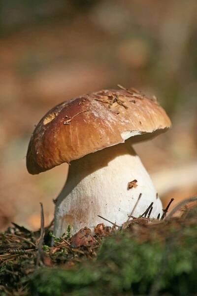 Pravák od Horšovského Týna | Stuffed mushrooms, Mushroom pictures, Mushroom fungi