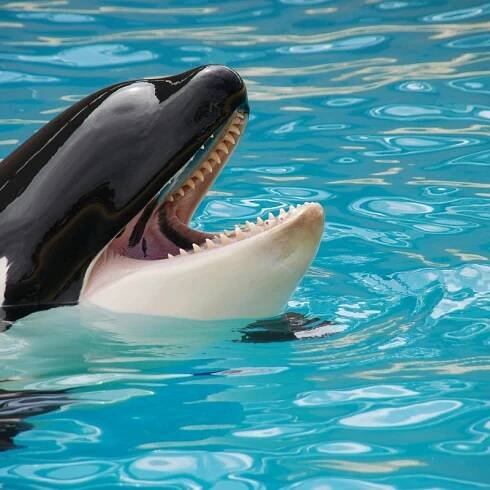 Who Is Jessica Radcliffe? Orca Trainer In Viral Death Video - Is She Real?