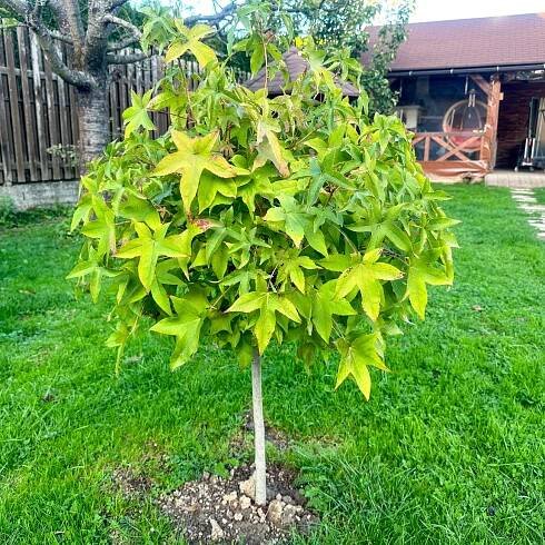 Ambrovníky (Liquidambar) | zahradnici.sk