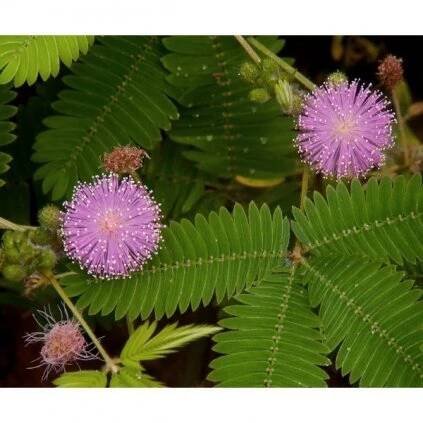 CITLIVKA STYDLIVÁ (MIMOSA PUDICA) SEMENA MIMÓZY - 20 KS