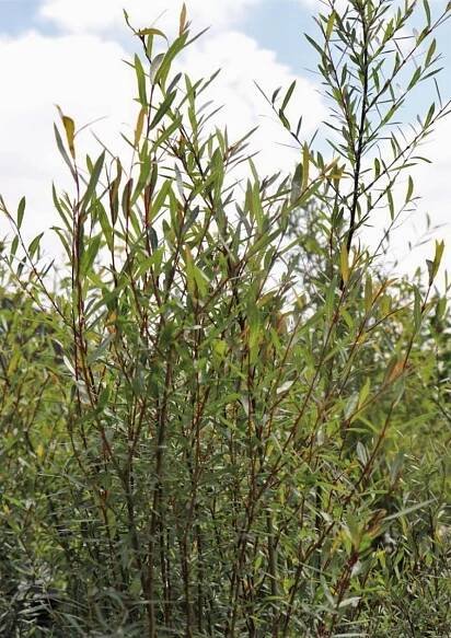 Meet the Plants | Galiano Conservancy