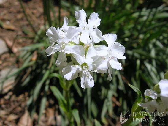 Lychnis viscaria 'Alba' - smolnička obecná | Lukáš Hrdinka | Autoři | iBotky.cz
