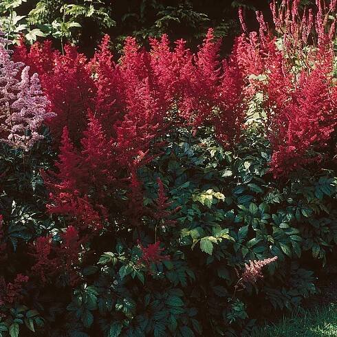 Astilbe x arendsii 'Fanal'