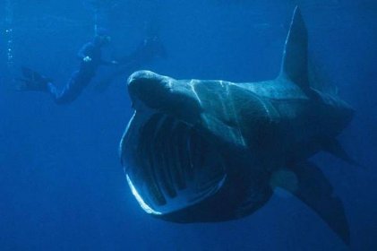 Basking shark swimming past two divers