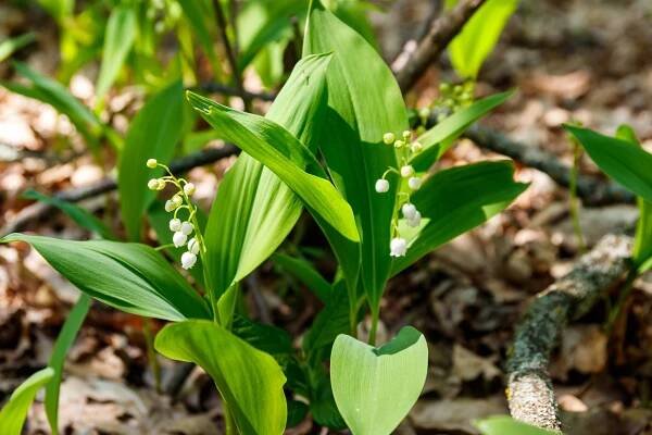 Konvalinka vonná oddenky, Convallaria majalis, balená, skladem | ZAZUMi.cz