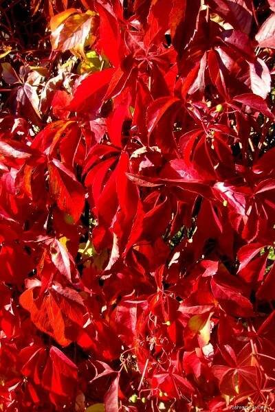 Loubinec pětilistý (Parthenocissus quinquefolia)