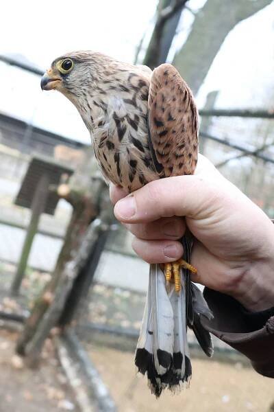 První mláďata roku jsou dvojčata – Zoo Hodonín