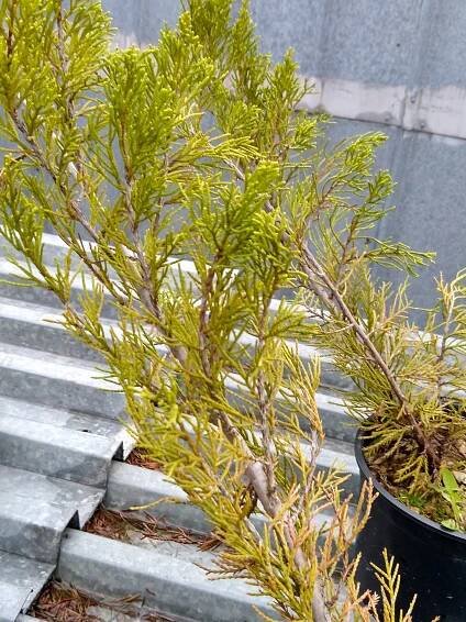 Borievka prostredná ´Mint Julep´ - Odosielame obratom