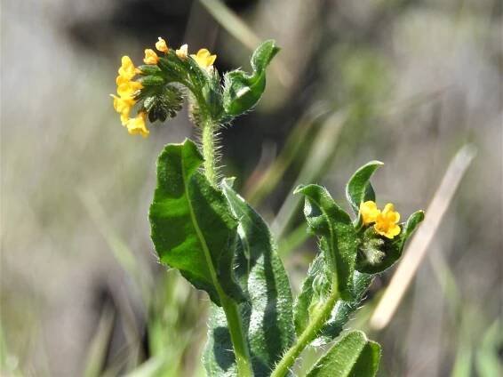 Green Gulch – GGNRA – Marin = Hike