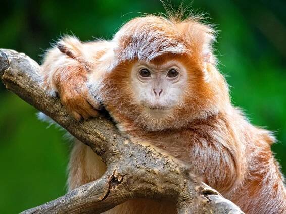langur-monkey