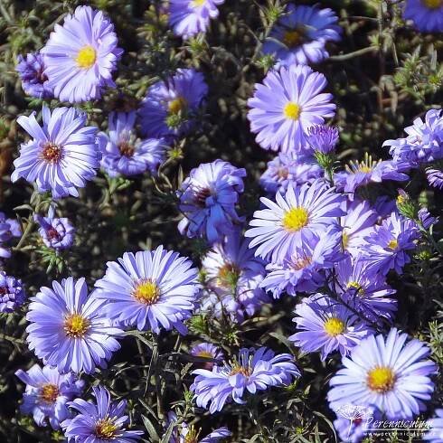 Symphyotrichum novi-belgii 'Lady in Blue'