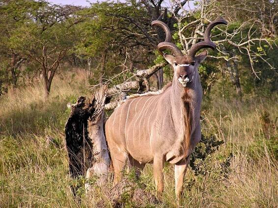 Kudu