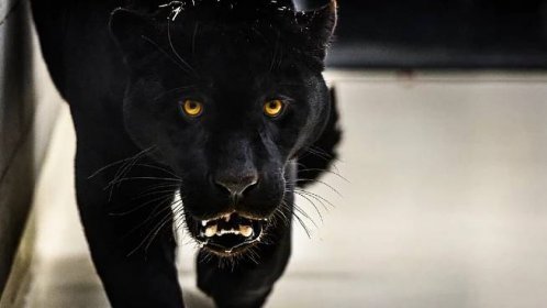 Černý jako tma je nový jaguáří samec ve zlínské zoo - Seznam Médium