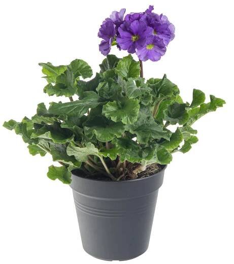 Prvosenka číškovitá, Primula obconica Touch Me Blue, skladem