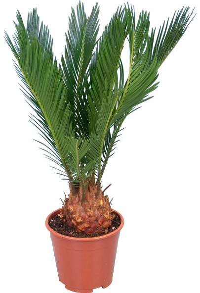 GROW by OBI Cykas japonský výška 45 cm průměr květináče 12 cm Cycas revoluta