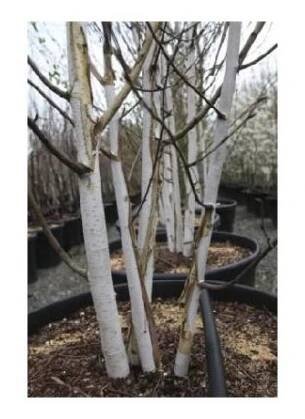 BETULA utilis jacquemontii 4