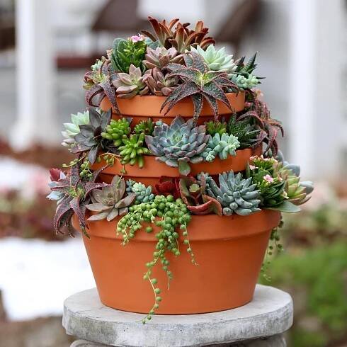 Easy Succulent Garden Center Display