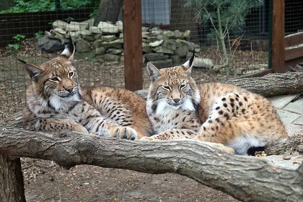 Pardubickému kraji chybí zoo. Ve Chvojenci pracují na tom, aby se to změnilo