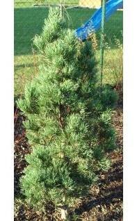 Pinus sylvestris ´Fastigiata´  Borovice lesní ´Fastigiata´