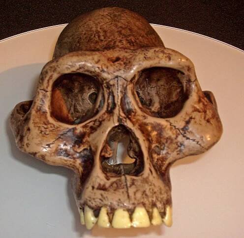 Lucy, Australopithecus afarensis