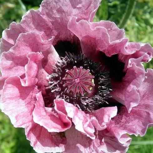 Mák Central Park – Papaver rhoeas – sazenice máku