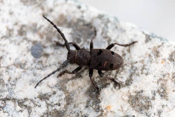 Herophila