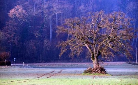 Bezplatný obrázek: strom, krajina, dřevo, dawn, zimní, příroda, podzim