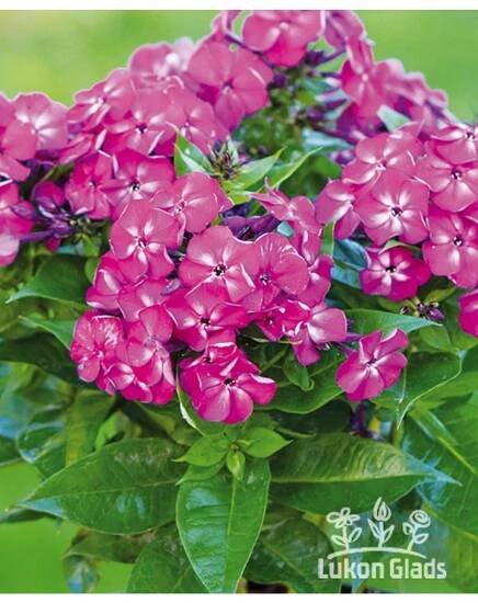 Phlox paniculata HANNAH - plamenka latnatá, flox