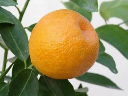 Mandarinka 'Marisol'