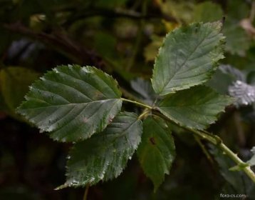 Ostružiník statný (Rubus perrobustus)