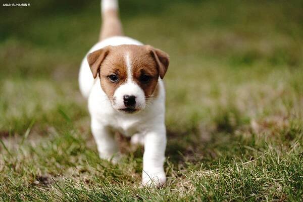 Štěňata - Jack Russell Teriér - Úhonice - Anachsunamun / ťapka.cz