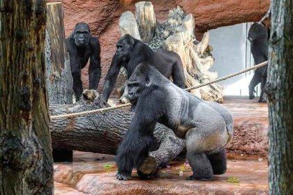 Gorilí rodina v Zoo Praha je pohromadě