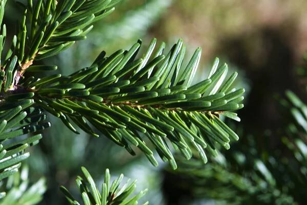 Abies nordmanniana - jedle kavkazská - jehlice 