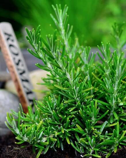 End-of-Summer Garden Hacks to Try Now - Women of Today