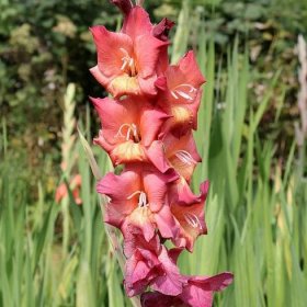 Gladiol Indian Summer – Gladiolus – gladioly ��– hlízy