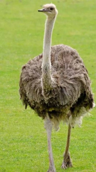 10 key differences between Ostrich and Emu