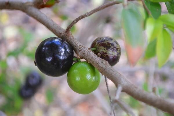 Jaboticaba Fruit Stages