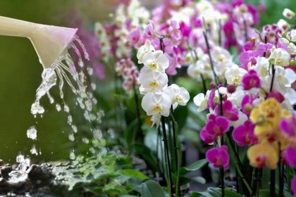 Dotek této tajné přísady a vaše orchideje budou překypovat květinami. Čím vlastně smáčet listí