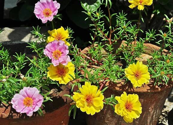 Best Annual Flowers for Arizona and the Low Desert | John Denson's World of Gardens
