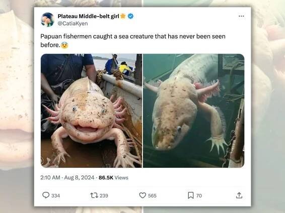 Giant Axolotl Pulled from Ocean by Papuan Fisherman?