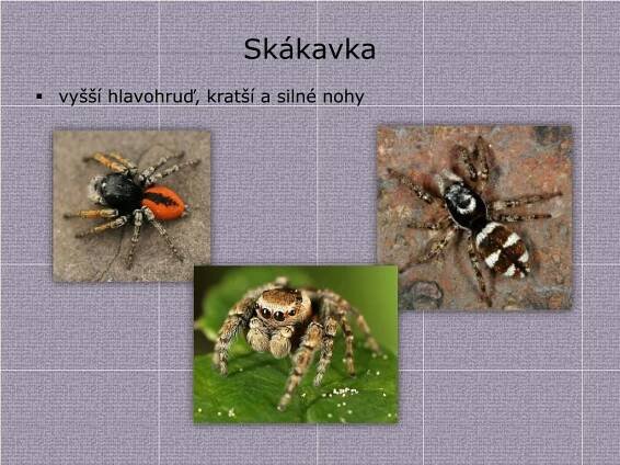 PPT - Řád: Pavouci PowerPoint Presentation, free download - ID:3455589