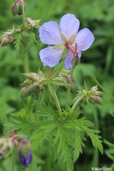 Geranium pratense | Květena Šumavy